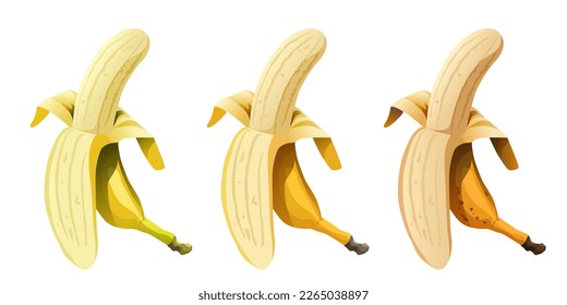 Peeled banana. Banana without peel. Banana set. Green, ripe and overripe bananas. Vector clipart.