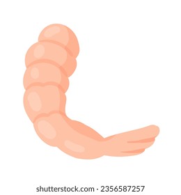 Peeled boiled shrimp. Seafood prawn, healthy seafood menu, water fauna vector illustration