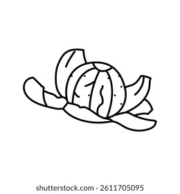 peeled clementine line icon vector. peeled clementine sign. isolated contour symbol black illustration