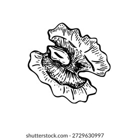 Peeled halved nogueira kernel monocromático vetor linha arte esboço tinta preta. Desenho único seco da fatia da porca gravura. Vista superior. Peça desenhada à mão para embalagem de alimentos, receitas culinárias.