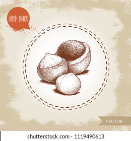 Semilla de nuez de macadamia pelada y con cáscara. Dibujado a mano Ilustración vectorial de estilo de boceto aislado sobre fondo retro. Dibujo botánico. Nuez australiana. Mejor para alimentos y cosméticos con diseños de aceite.
