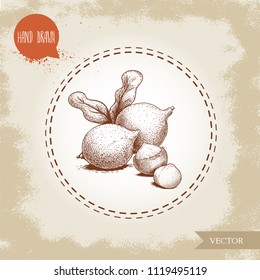Peeled macadamia nut seed and with shell. Hand drawn sketch style vector illustration isolated on retro background. Botanical drawing. Australian nut. Best for food and cosmetics with oil designs.