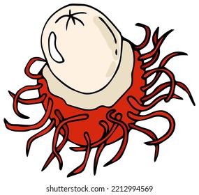 Peeled rambutan isolated tropical fruit. Vector rambutan Thai fruit.	