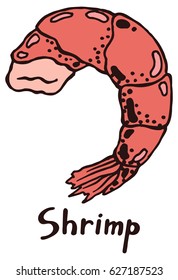 Peeled tail of shrimp with meat. Hand drawn isolated illustration with the inscription on a white background