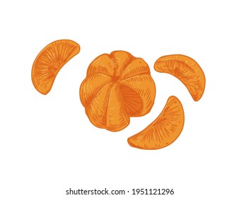 Peeled tangerine with mandarin segments or slices. Composition of clementine pieces without skin. Realistic hand-drawn vector illustration of exotic citrus isolated on white background