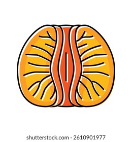 peeled tangerine slice color icon vector. peeled tangerine slice sign. isolated symbol illustration
