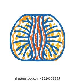 descascado tangerina fatia ícone doodle esboço vetor. descascado tangerina fatia sinal. símbolo isolado ilustração