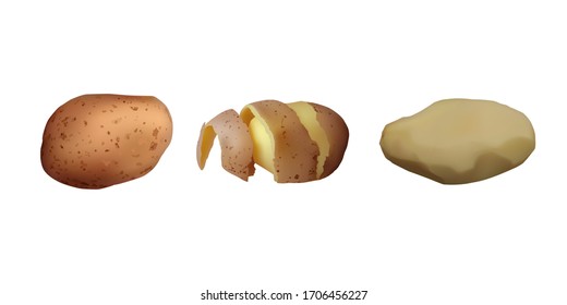 Peeled tuber potatoes. Vector illustration Vegetarian food