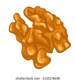 Peeled walnut. Vector illustration isolated on white background for packaging design, labels and much more.
