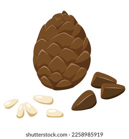 Peeled and white pine nuts and cones, vector illustration isolated on a white background.