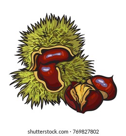 Peeled and whole horse chestnuts, vector illustration isolated on white background. Drawing of chestnuts with and without green peel, delicious healthy vegan snack