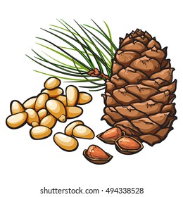 Peeled and whole pine nuts and cone, vector illustration isolated on white background. Drawing of pine cone, nuts and needles, delicious healthy vegan snack