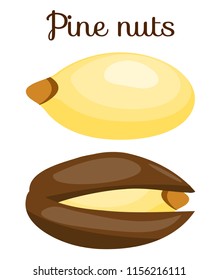 Peeled, whole pine nuts. Pine nuts in shell. Cedar nut. Flat cartoon vector illustration on white background. needles,healthy organic snack. Cosmetics, medical plant, food. It can be used as packaging