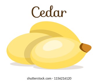 Peeled, whole pine nuts. Yellow pine nuts. Cedar. Flat cartoon vector illustration on white background.Needles,healthy snack. It can be used as packaging, print, market.   Vegan, vegetarian snack.