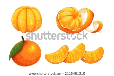Peeled whole tangerine or mandarin vector illustration. Whole tangerine with leaf, peeled mandarin fruit with twist skin, Mandarin or tangerine slices, vector illustration.