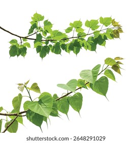 Peepal Tree Branch with Sacred Heart-Shaped Leaves Isolated on White