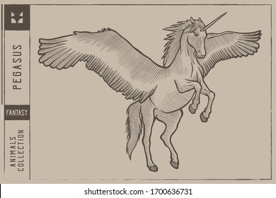 Pegasus Vector illustration - Hand drawn - Out line