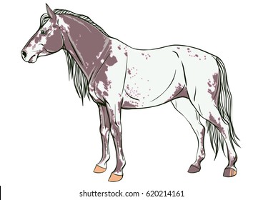 Peggy horse in profile. Thoroughbred breed of horse. vector illustration