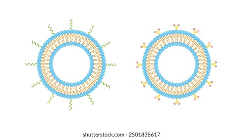 Liposomas PEGilados y liposomas modificados con anticuerpos. Fosfolípidos, encapsulación de fármacos. Ilustración vectorial