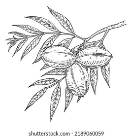 Pekan tree branch with leaves and nuts. Vector vintage engraving illustration. Isolated on white background. Hand drawn design element for label and poster