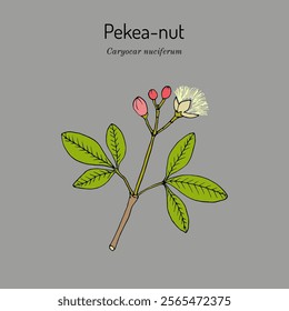 Pekea-nut, or souari nut, or butter-nut of Guiana (Caryocar nuciferum), edible and medicinal plant. Hand drawn botanical vector illustration