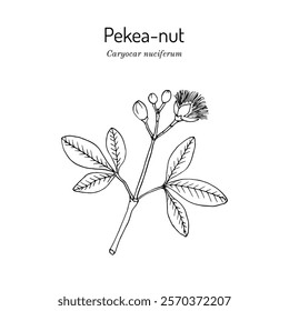 Pekea-nut, or souari nut, or butter-nut of Guiana (Caryocar nuciferum), edible and medicinal plant. Hand drawn botanical vector illustration