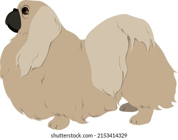 The Pekinese Colored Vector Illustration