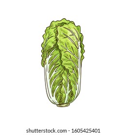 Peking cabbage isolated green leafy vegetable sketch. Vector nappa or Romaine lettuce, chinese cabbage