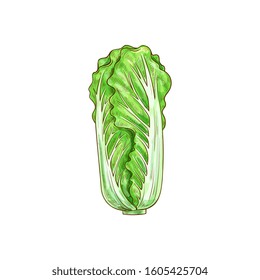 Peking cabbage isolated green leafy vegetable sketch. Vector nappa or Romaine lettuce, chinese cabbage