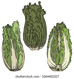 Peking cauliflower illustration, vector