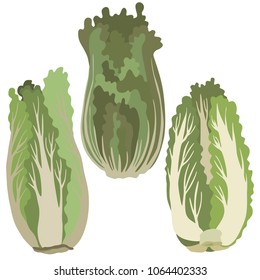 Peking cauliflower illustration, vector
