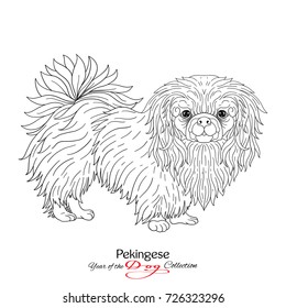 Pekingese. Black and white graphic drawing of a dog. 