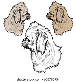 pekingese dog