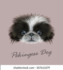 Pekingese dog animal cute face. Vector funny Chinese black and white Pekingese puppy head portrait. Realistic fur portrait of purebred young peke doggy isolated on grey background.