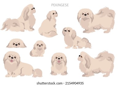 Pekingese dog clipart. Different poses, coat colors set.  Vector illustration