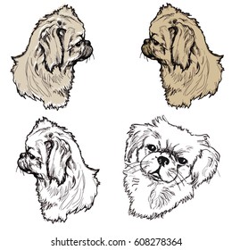 pekingese dog drawing