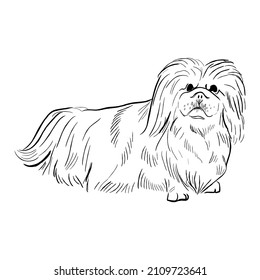 Pekingese dog isolated on white background. Hand drawn dog breed vector sketch.