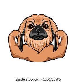 Pekingese dog. Muscles. Muscular dog. Dog portrait. Vector illustration