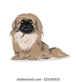 pekingese dog at one color background