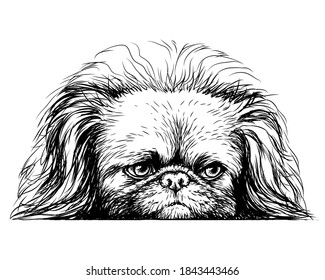 Pekingese dog. Sticker on the wall in the form of a graphic hand-drawn sketch of a dog portrait. Separate layer