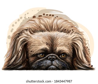 Pekingese dog. Wall sticker. Color, vector drawing portrait of a Pekingese dog in watercolor style on a white background. Separate layer. Digital vector drawing. 