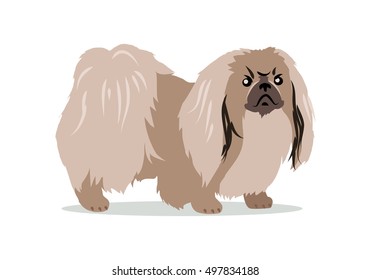 Pekingese isolated on white background. Lion Dog, Peking Lion, Pelchie Dog or Peke. Ancient breed of toy dog, originating in China. Hand drawn home pet. Popular small breed. Series of puppies. Vector