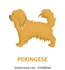 Pekingese vector icon in cartoon style for web