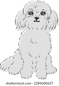 Pekipou-Illustration (Mischhund von Pekingese und Toy Poodle)