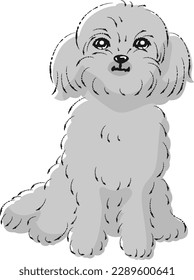 Pekipou-Illustration (Mischhund von Pekingese und Toy Poodle)