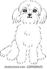 Pekipou-Illustration (Mischhund von Pekingese und Toy Poodle)