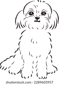 Pekipou-Illustration (Mischhund von Pekingese und Toy Poodle)