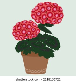 Pelargonium flowers in a flower pot vector illustration.