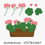 pelargonium flowers or geranium flowers potted, vector flowers, pelargonium 