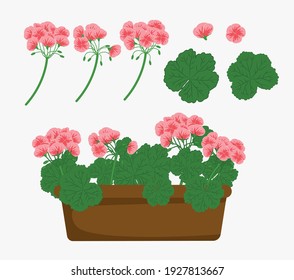 pelargonium flowers or geranium flowers potted, vector flowers, pelargonium 